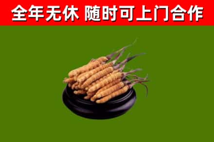 泰和县烟酒回收冬虫夏草.jpg