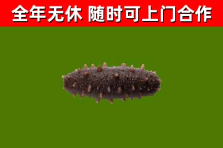 泰和县回收海参干